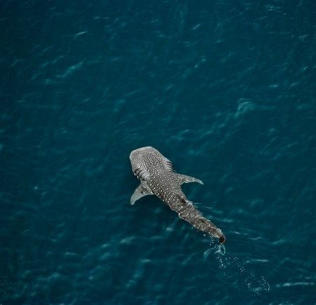 tiburones