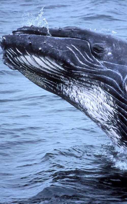 BALLENAS03A