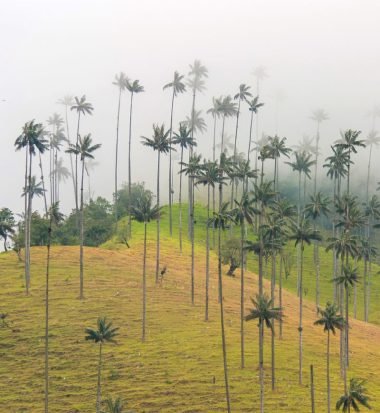 Valle del Cocora, Salento, Quindío