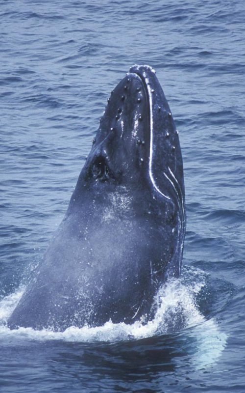 ballenas 76A
